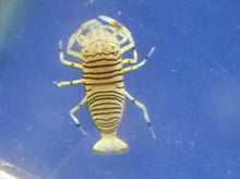 Lade das Bild in den Galerie-Viewer, Gnathophyllum americanum Gestreifte Harlekingarnele, Hummelgarnele
