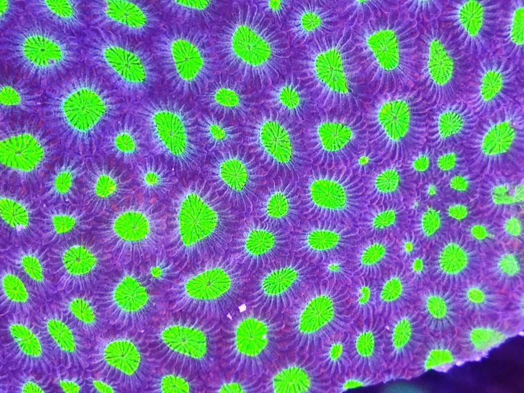 Favia Hirnkoralle Ultra grün lila