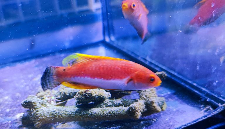 Cirrhilabrus filamentosus Wimpel Zwerglippfisch RAR