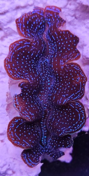 Tridacna Crocea