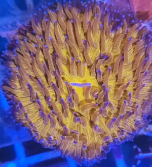 Fungia gold /orange ultra lila blaue Tips