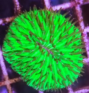 Fungia Ultra grün