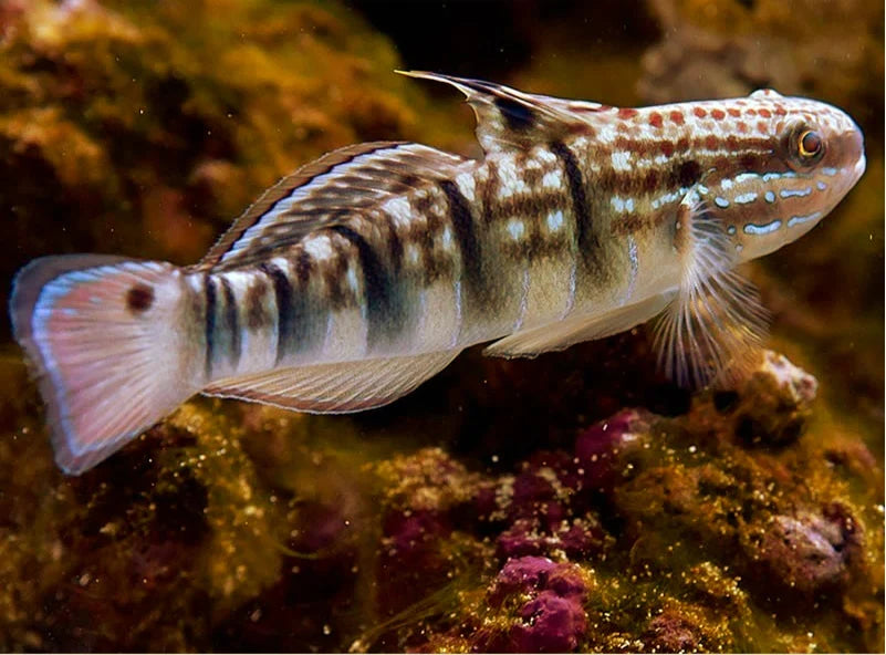 Amblygobius phalaena - Bagger-Grundel