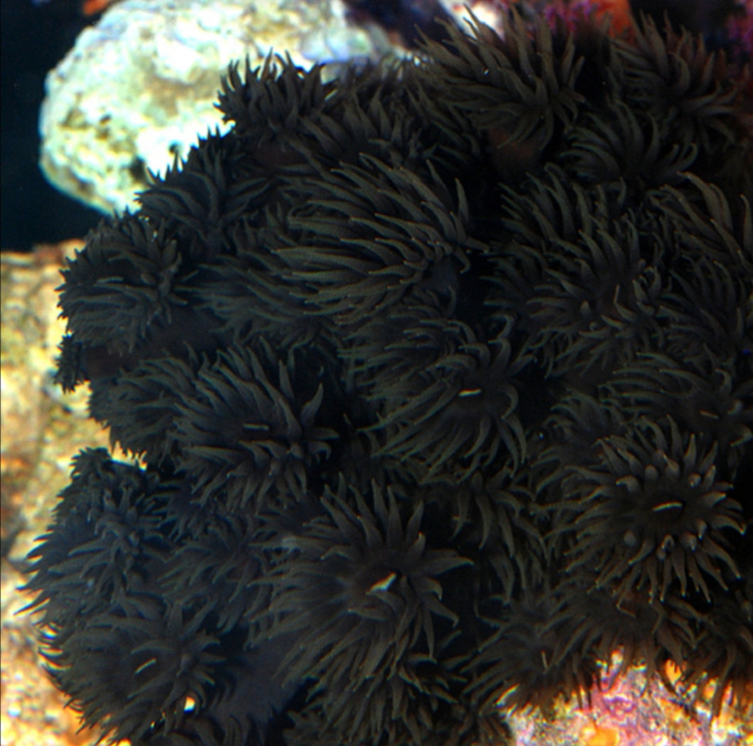 Tubastrea black schwarz 1 Polyp