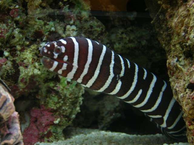 Gymnomuraena zebra