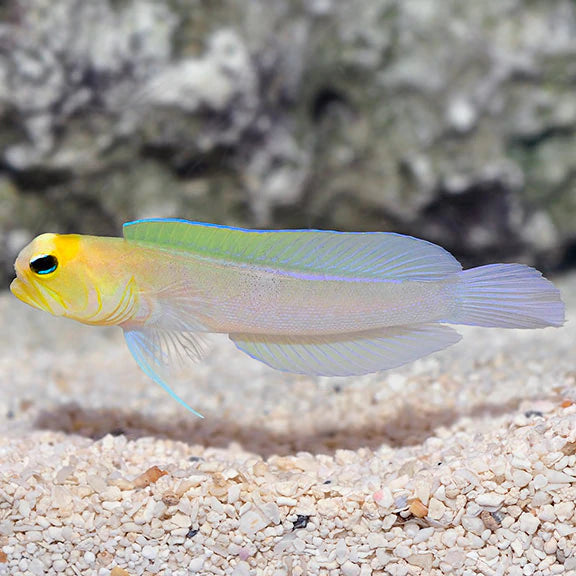 Opistognathus aurifrons