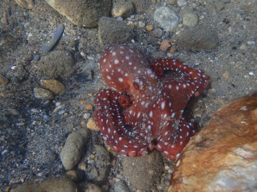 Callistoctopus macropus