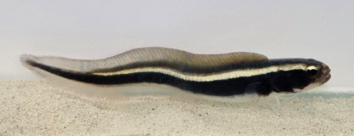 Pholidichthys leucotaenia Weissstreifen-Aalgrundel