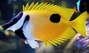 Siganus unimaculatus